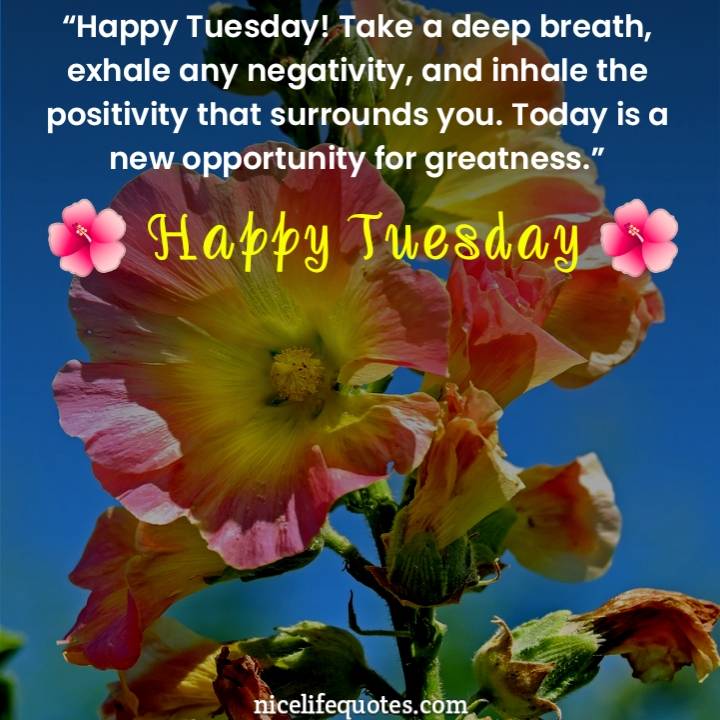 Happy Tuesday Quotes Happy Tuesday Motivation Quotes